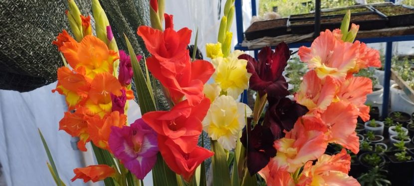  - Gladiole 2022
