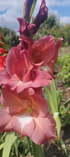  - Gladiole 2022