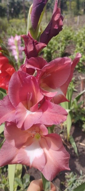  - Gladiole 2022