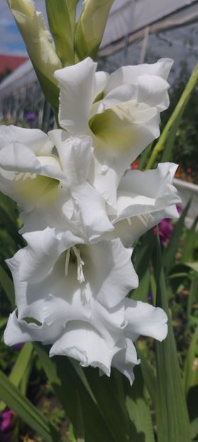 - Gladiole 2022
