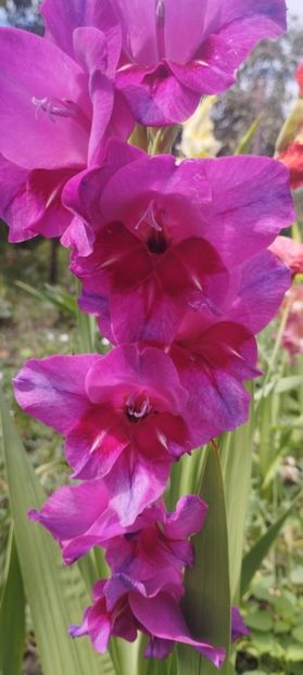  - Gladiole 2022