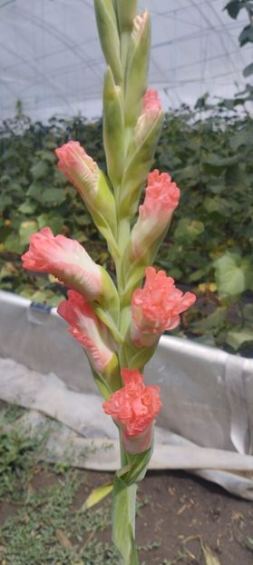  - Gladiole 2022