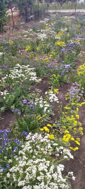 - Limonium 2022