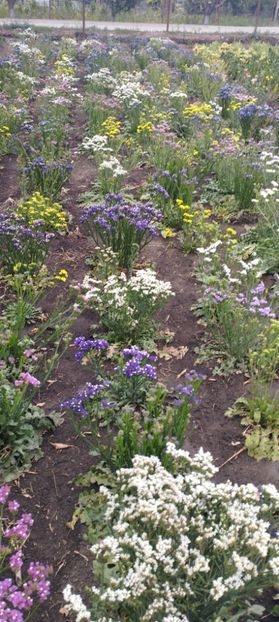  - Limonium 2022