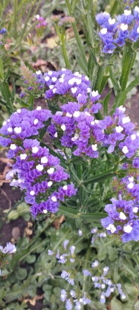  - Limonium 2022