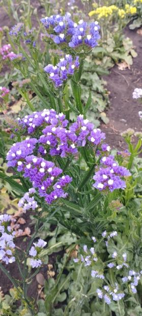 - Limonium 2022