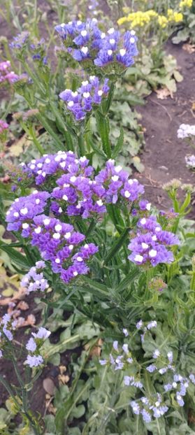  - Limonium 2022
