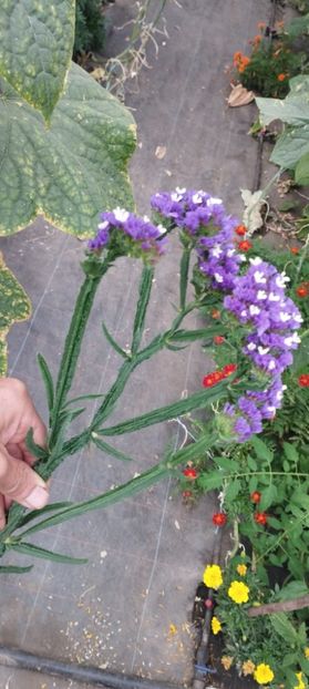  - Limonium 2022
