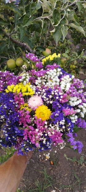  - Limonium 2022