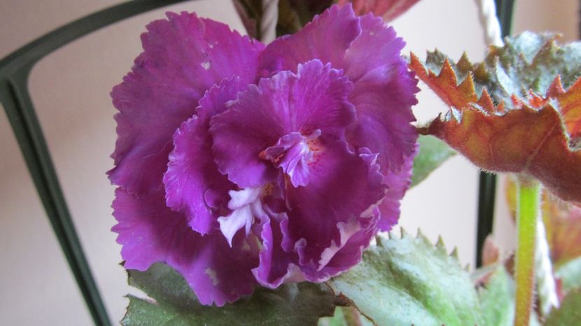 BriD's 101/20 - ACHIMENES 2022