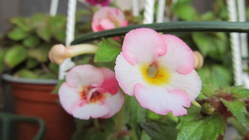 Sun Wind - ACHIMENES 2022