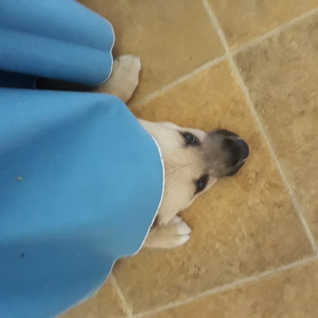  - Codiță-Cody -Coco