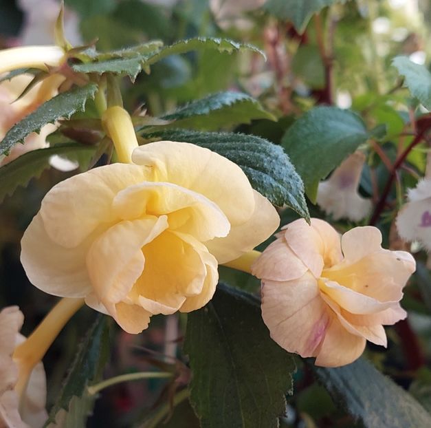  - RFs TROPICANA 2