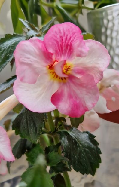 Christmas Lollypop - Achimenes 2022 2023