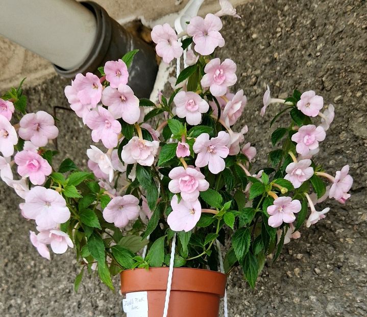  - Double Pink Rose 2022 2023