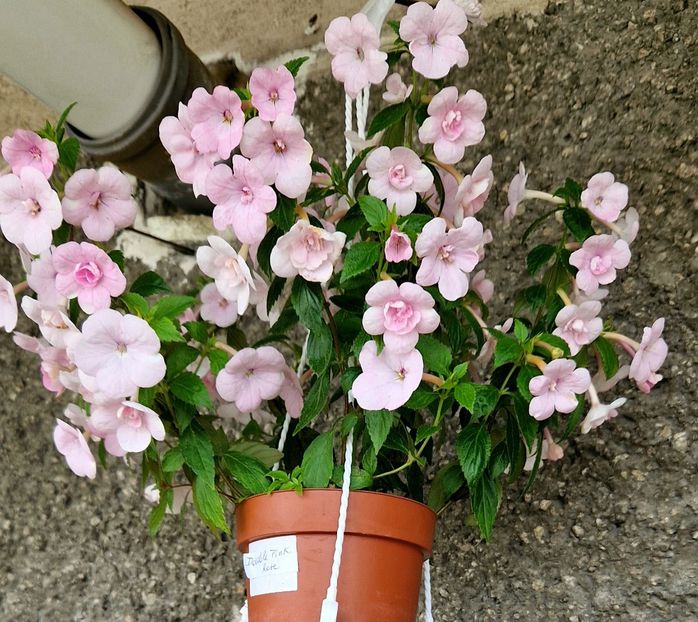  - Double Pink Rose 2022 2023