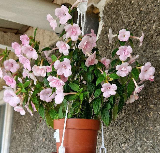  - Double Pink Rose 2022 2023