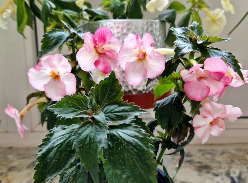  - Christmas Lollypop