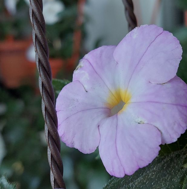  - BRID-S MORGENSONNE