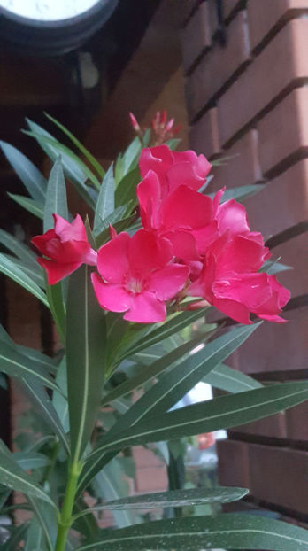 nerium oleander "red" - Gradina si terasa PrimaLuce_9-Hello 2022