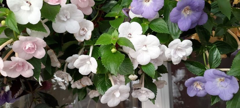 marele meu vis - 13 Achimenes 2022