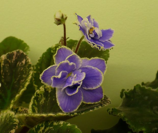 P1210943 - Violete africane 2010 -AV