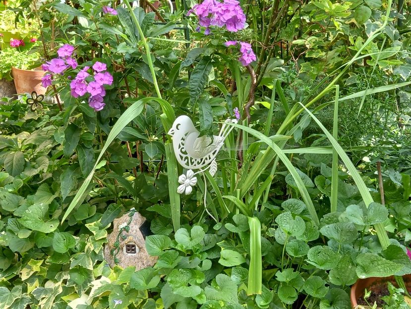 13.08.2022 - Grădina 2022 continuare 3