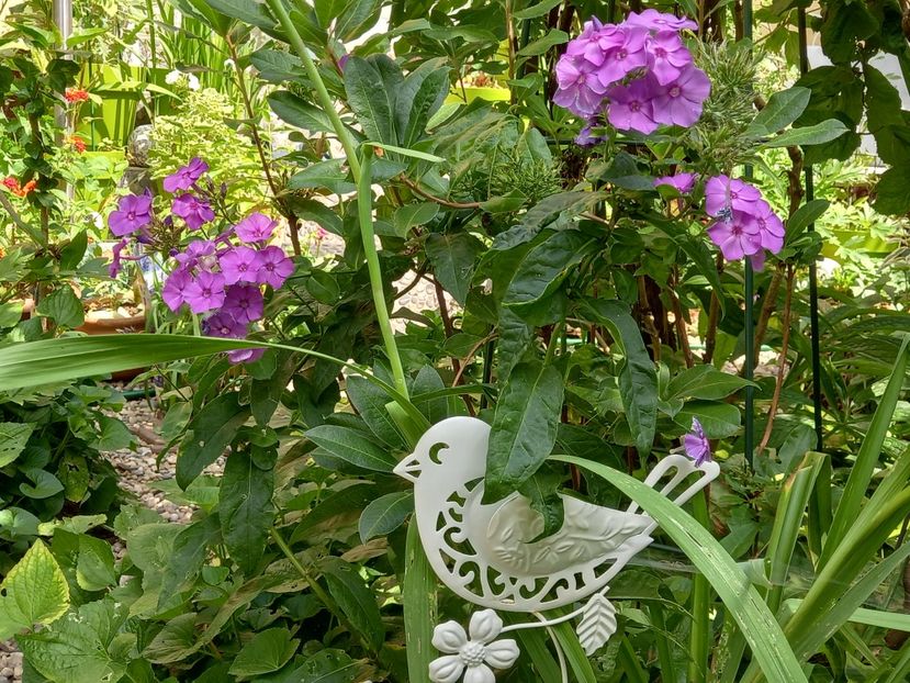  - Grădina 2022 continuare 3