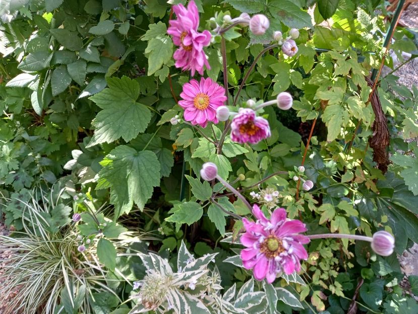  - Grădina 2022 continuare 3