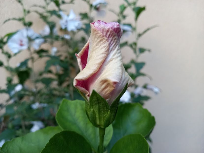  - Grădina 2022 continuare 3