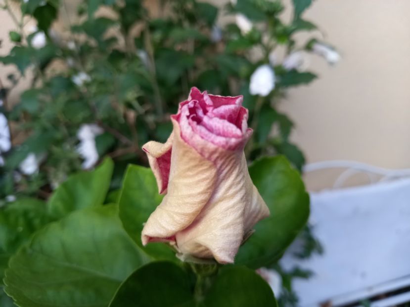  - Grădina 2022 continuare 3