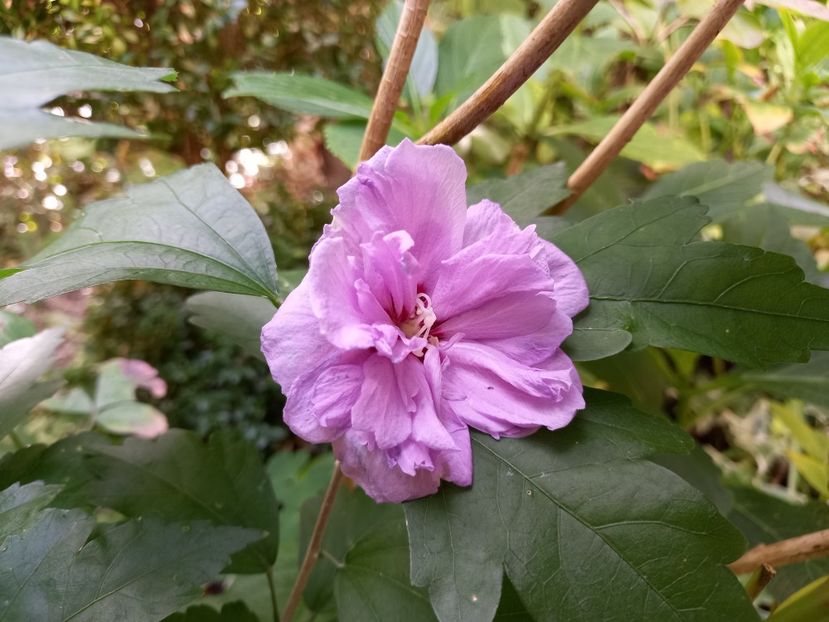 Hibiscus syriacus "Ardens" - Grădina 2022 continuare 3