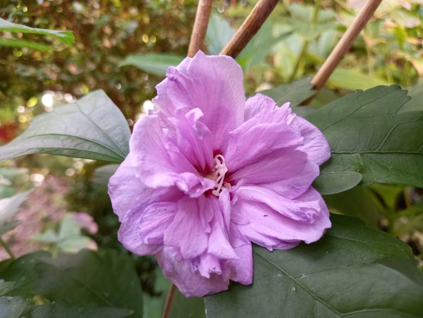  - Grădina 2022 continuare 3