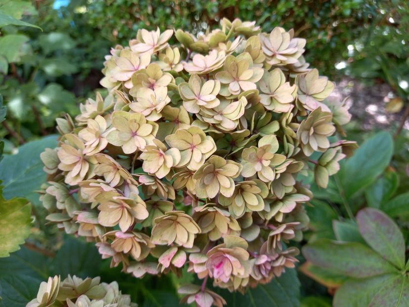  - Grădina 2022 continuare 3