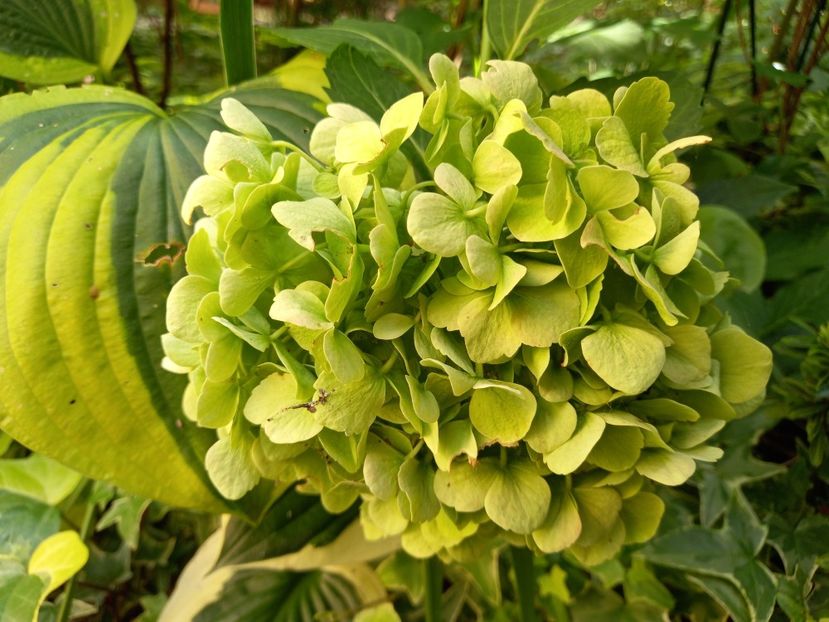  - Grădina 2022 continuare 3