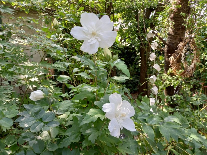  - Grădina 2022 continuare 3