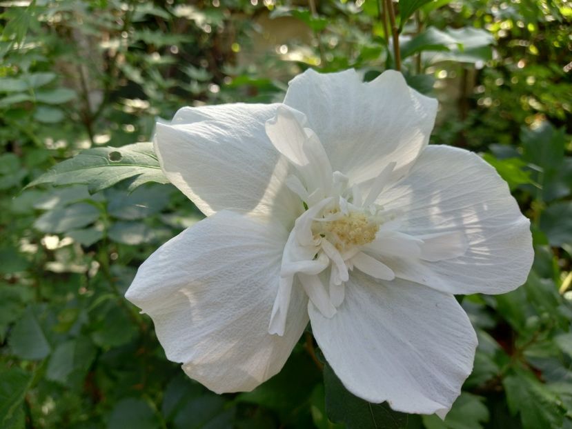  - Grădina 2022 continuare 3