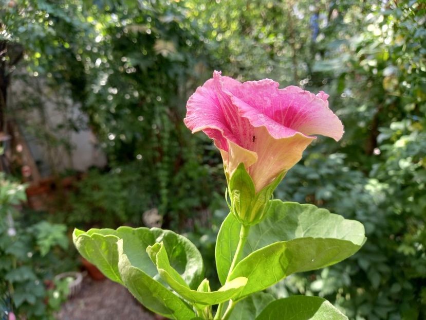  - Grădina 2022 continuare 3