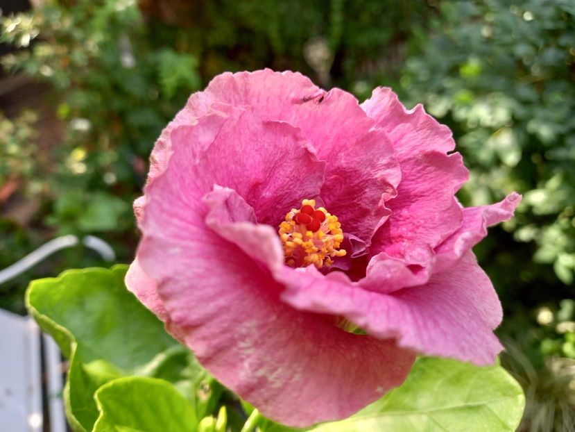  - Grădina 2022 continuare 3