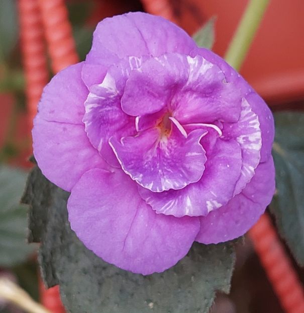  - PURPLE MYSTERY
