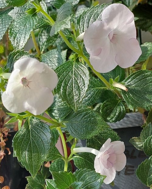  - Double Picotte Rose
