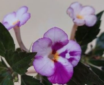 Naty - Inimioare