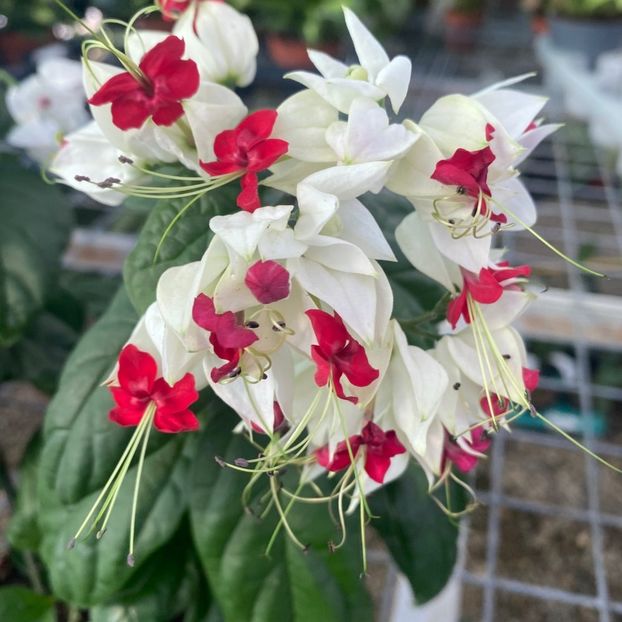 ClerodendrumThomsoniae poza net - Clerodendrum Thomsoniae