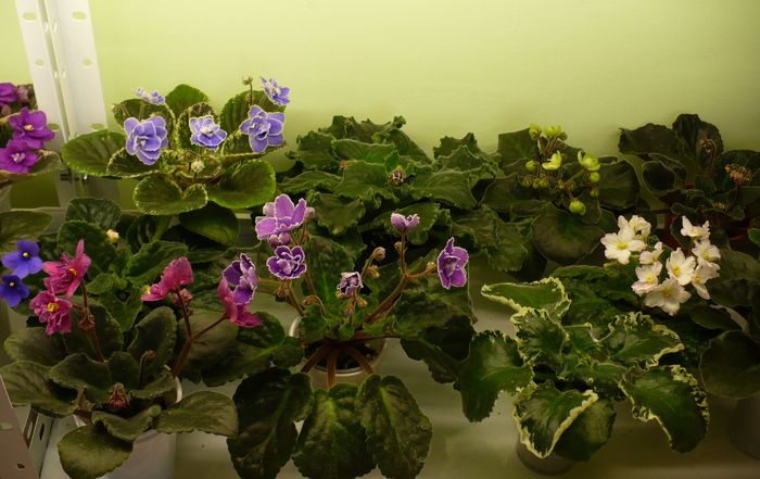 P1210945 - Violete africane 2010 -AV