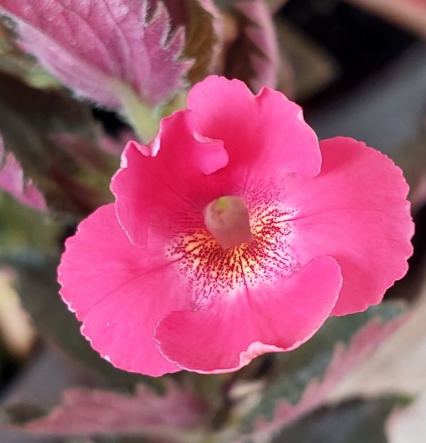 BRID'S SCHMETTERLING - AAA RIZOMI ACHIMENES DISPONIBILI -2023