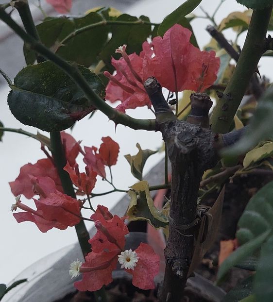  - Bougainvillea