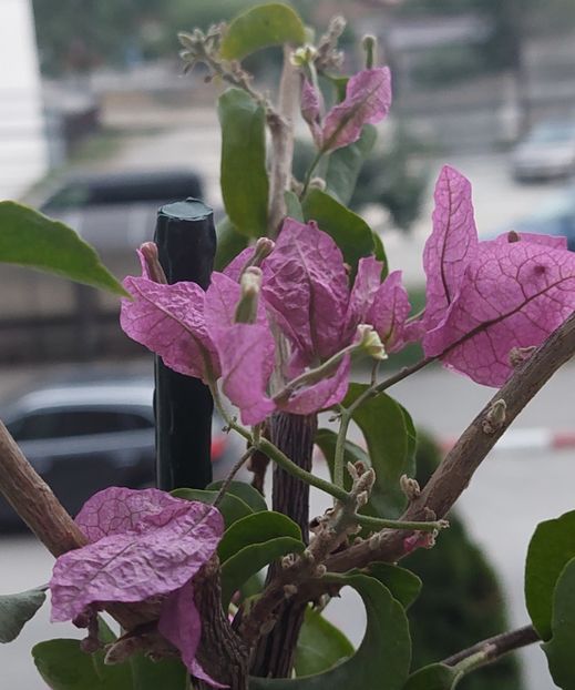  - Bougainvillea