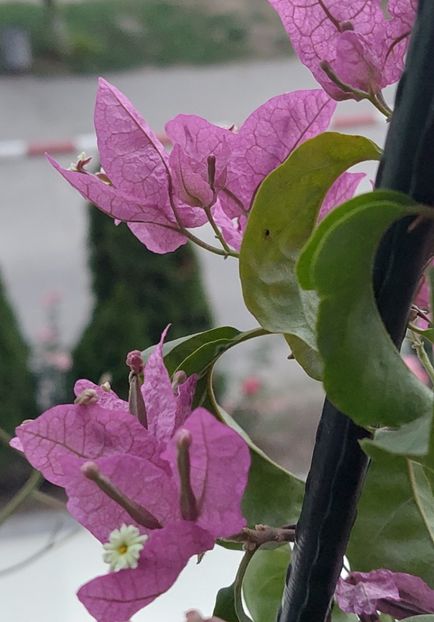  - Bougainvillea