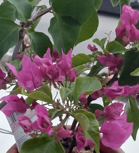  - Bougainvillea