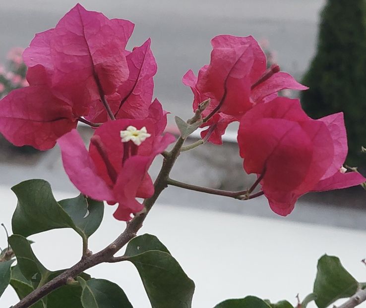  - Bougainvillea
